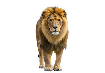 Side view of a Lion walking, looking at the camera, Panthera Leo, 10 years old, isolated on a white transparent background
