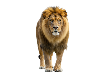 Side view of a Lion walking, looking at the camera, Panthera Leo, 10 years old, isolated on a white transparent background