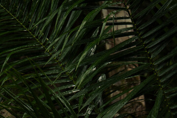 Serra Grande Bahia Authentic Tropical Landscapes Sea Coconut Trees Blue,Authentic landscape photography from Bahia, Brazil featuring the tropical beauty of Itacaré beaches with deep blue ocean