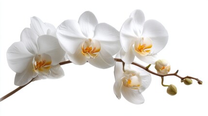 A cluster of elegant white orchids displays their soft petals and vibrant yellow centers. The clean background enhances their natural beauty symbolizing purity and grace.