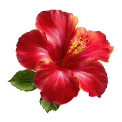 Bright large red Hawaiian hibiscus in gorgeous detail on transparent background ultra clear