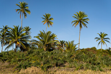 Serra Grande Bahia Authentic Tropical Landscapes Sea Coconut Trees Blue,Authentic landscape photography from Bahia, Brazil featuring the tropical beauty of Itacaré beaches with deep blue ocean