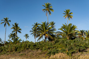 Serra Grande Bahia Authentic Tropical Landscapes Sea Coconut Trees Blue,Authentic landscape photography from Bahia, Brazil featuring the tropical beauty of Itacaré beaches with deep blue ocean