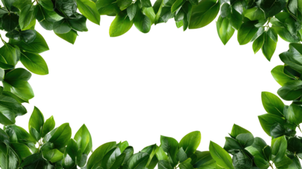 Elegant rectangular frame made of vibrant green leaves on transparent background