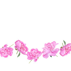 Pink peonies flowers arranged along the bottom edge isolated of a white background, offering a simple and elegant floral accent for creative projects. Copy space
