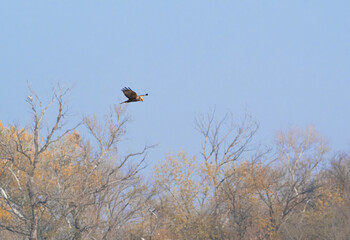 Bird of Prey Flying Over Autumnal Trees Under a Clear Blue Sky