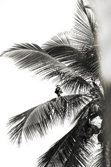 Serra Grande Bahia Authentic Tropical Landscapes Sea Coconut Trees Blue,Authentic landscape photography from Bahia, Brazil featuring the tropical beauty of Itacaré beaches with deep blue ocean