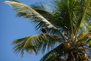 Serra Grande Bahia Authentic Tropical Landscapes Sea Coconut Trees Blue,Authentic landscape photography from Bahia, Brazil featuring the tropical beauty of Itacaré beaches with deep blue ocean