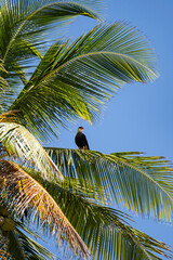 Serra Grande Bahia Authentic Tropical Landscapes Sea Coconut Trees Blue,Authentic landscape photography from Bahia, Brazil featuring the tropical beauty of Itacaré beaches with deep blue ocean