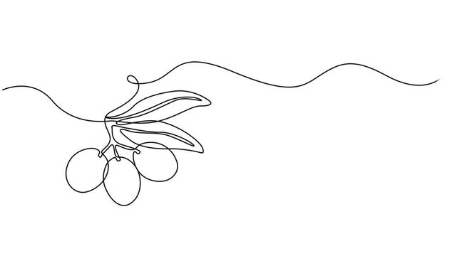 abstract olive tree branch with olives, Self drawing animation one continuous line draw, logo, Fresh core ingredients concept for fruit icon. Full length one line animation illustration, pile healthy.