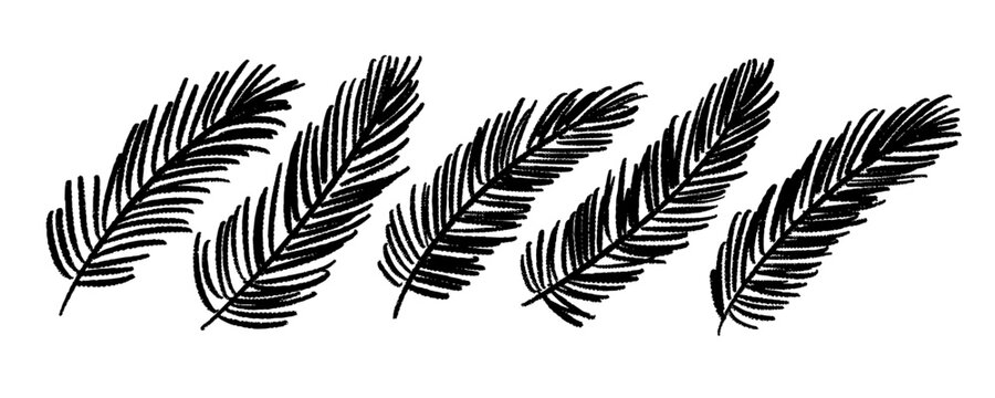 Hand-drawn set of fir branches with rough artistic ink edges. Organic monochrome illustrations ideal for winter themes, Christmas designs, holiday decor, and seasonal creative projects.