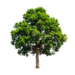 Isolated lush green tree against a black backdrop, showcasing a detailed canopy and trunk