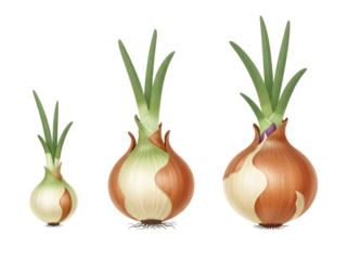 Onion bulbs with green sprouts, onion growth stages isolated PNG with Transparent Background