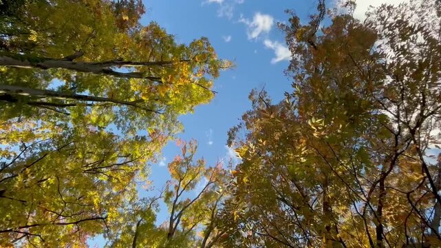 Autumn leaves changing color on trees swaying in the wind against a clear blue sky, vibrant fall foliage nature background with copy space, low angle view of maple branches in sunny weather