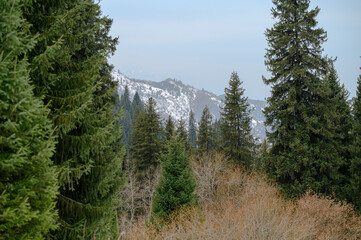 pine forest in the mountains