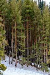 pine tree forest