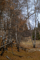 autumn in the forest