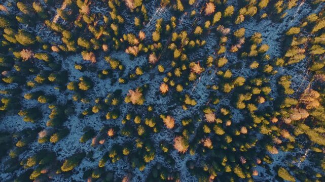 Aerial top-down drone view of a golden larch forest scattered across a lightly snow-covered landscape. Warm sunlight highlights the treetops, creating a beautiful mix of autumn colors and early winter