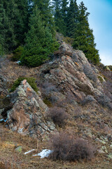 mountain stream in the forest
