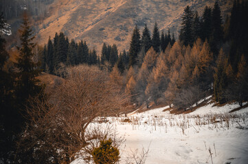 winter landscape in the mountains