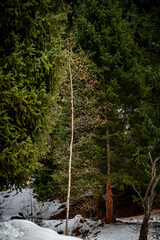 forest in the forest