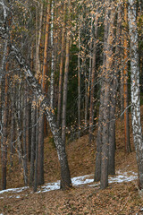 pine forest in autumn
