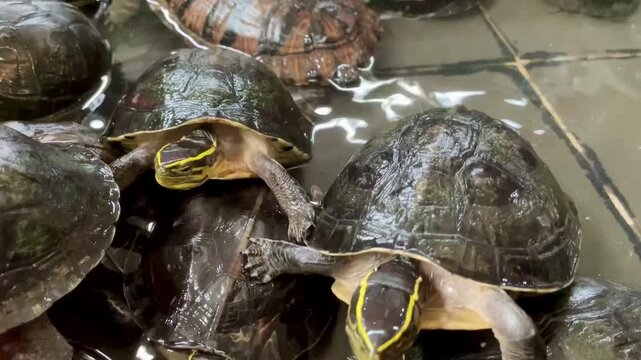 A group of turtles crowded in a small, shallow-water pond at an ornamental fish market. Close-up footage capturing their movement, textures, and natural behavior in a confined space