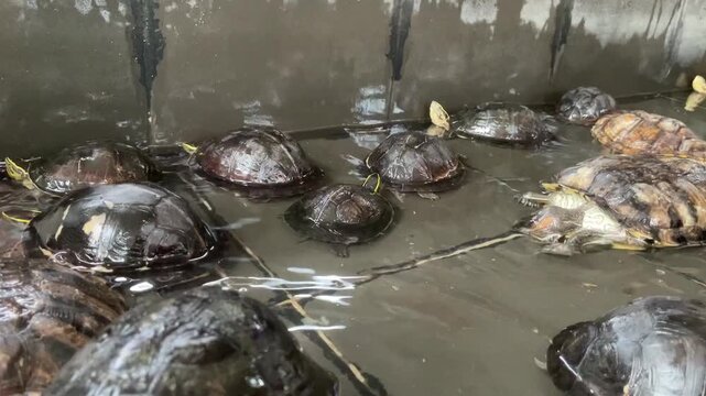 A group of turtles crowded in a small, shallow-water pond at an ornamental fish market. Close-up footage capturing their movement, textures, and natural behavior in a confined space