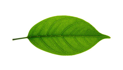 Veined green leaf, backlit, against black backdrop