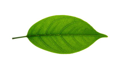 Veined green leaf, backlit, against black backdrop