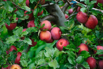 Red apples grow on tree in the orchard