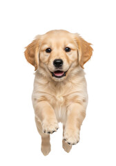 four-month-old purebred golden retriever puppy with fluffy golden-blond fur, large dark eyes, frozen mid-air jumping, conveying joy on a transparent studio background. Concept for pet happiness