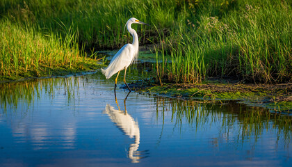 Elegant Great Egret Reflecting in Calm Waters at Sunset.