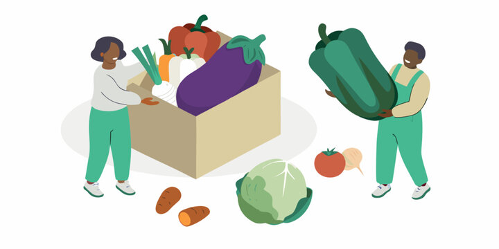 Farmers harvesting fresh vegetables and packing them into a box for market