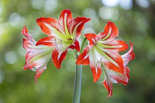 Amaryllis flowers blooming with red and white striped petals - Powered by Adobe