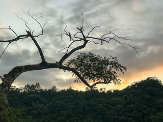 Silhouette of a partially bare tree branch and dense forest against the dramatic orange and grey dawn sky in Wulai, New Taipei City, Taiwan, suggesting a natural contrast.