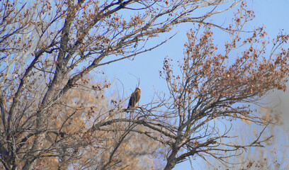 Bird of Prey  Perched High in a Tree with Sparse Autumn Foliage