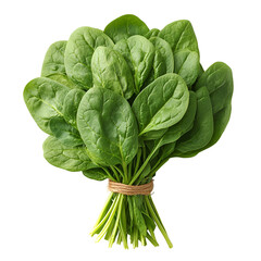 Fresh spinach bunch against transparent background
