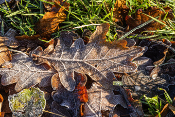 Frosted oak leaves in the late autumn sunshine