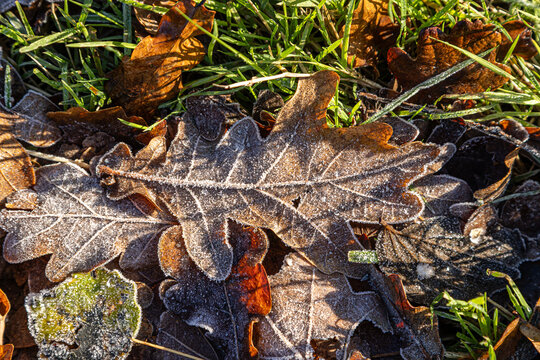 Frosted oak leaves in the late autumn sunshine