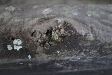 Close up wood texture for Background.
