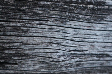 Fototapeta premium Close up wood texture for Background. 