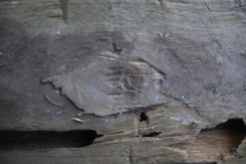 Close up wood texture for Background.
