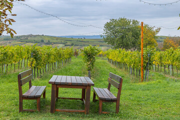 Fototapeta premium Wooden table benches Zellerndorf vineyard during autumn