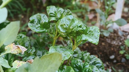 Fresh Watercress Greens in Garden