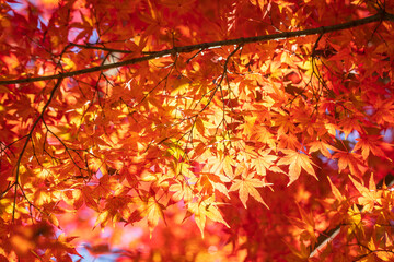 Japanese maple