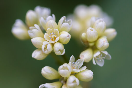 Chinese knotweed