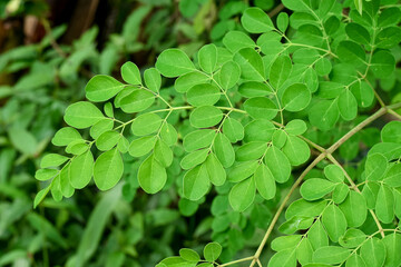 Moringa leaves (Moringa oleifera), Moringa plant is a traditional herbal medicine ingredient