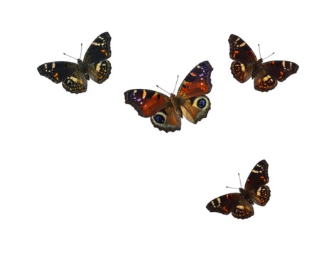 Four vibrantly patterned insects with intricate wing designs float against a stark black void. Details highlight eye-like markings