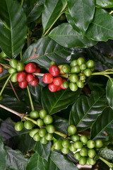 Arabica Coffee, Heavy Fruiting Coffee Plants, Robusta, Liberica, Red Coffee